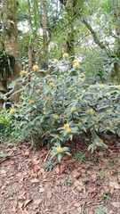 Justicieae