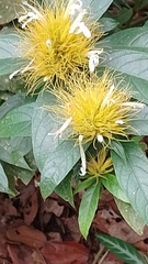 Justicieae