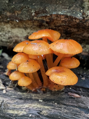 orange mycena