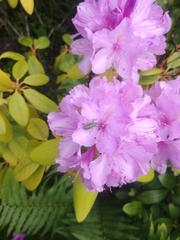 Tettigonia viridissima