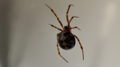 Steatoda triangulosa