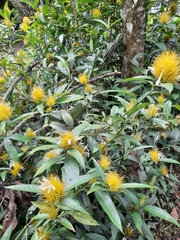 Justicieae