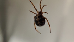 Steatoda triangulosa