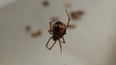 Steatoda triangulosa