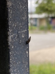 Luffia ferchaultella