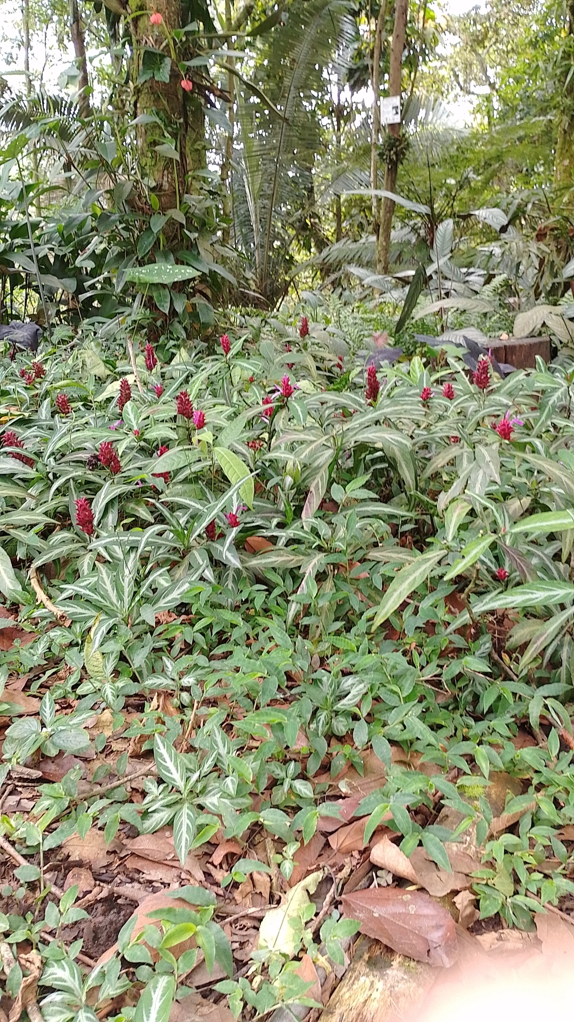 Afelandra-coral