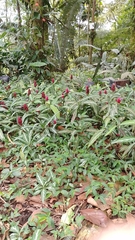 Justicia scheidweileri