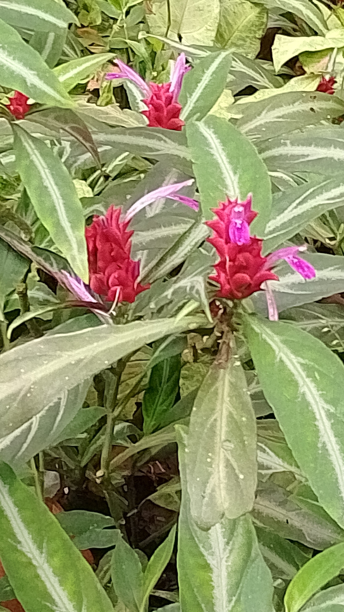 Afelandra-coral