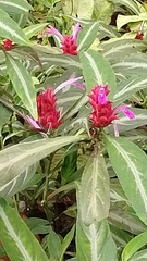 Justicia scheidweileri