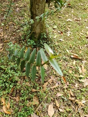 Epidendrum