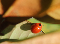 Aegithus cardinalis