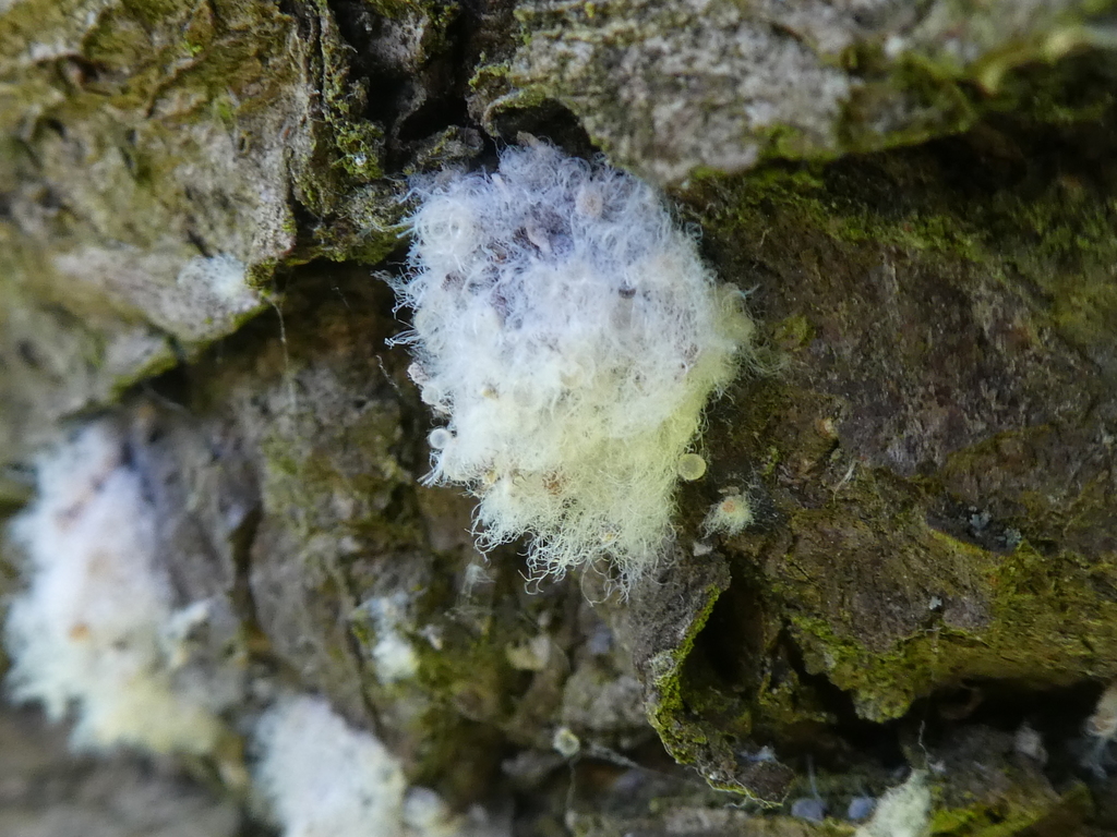 Woolly Apple Aphid