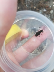 Cantharis obscura