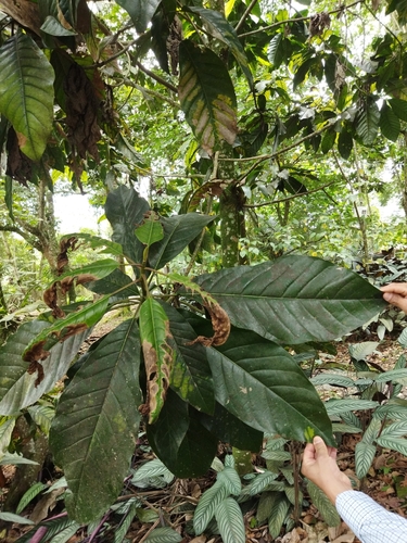 Magnolia hernandezii, photograph 6