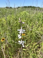 Delphinium carolinianum virescens