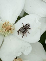 Phidippus putnami