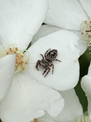 Phidippus putnami
