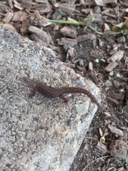 Sphaerodactylus