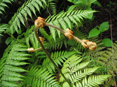 Lophosoria quadripinnata