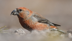 Parrot Crossbill photo 3
