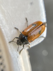Clytra quadripunctata