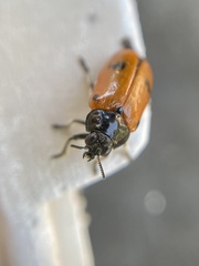 Clytra quadripunctata