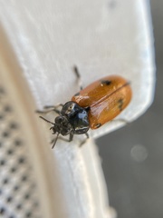 Clytra quadripunctata