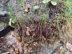 Asplenium cuneifolium