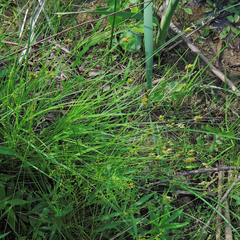 Carex scoparia