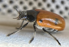 Clytra quadripunctata