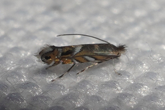 Macrosaccus robiniella
