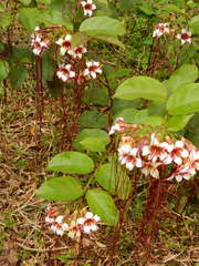 Strophanthus preussii