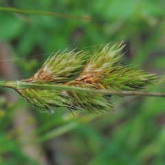 Carex scoparia