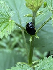 Chrysolina oricalcia