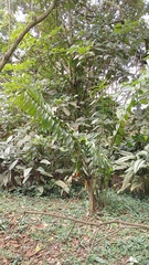 Sobralia