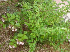 Strophanthus preussii