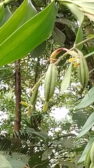 Sobralia