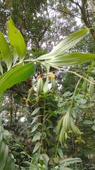 Sobralia