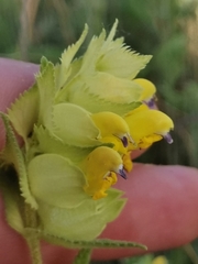 Rhinanthus rumelicus