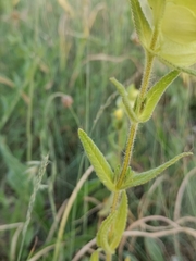 Rhinanthus rumelicus