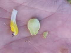 Rhinanthus rumelicus