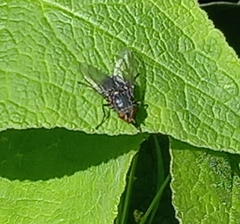 Calliphora vicina