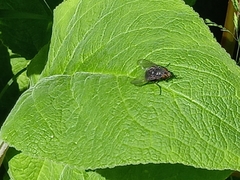Calliphora vicina