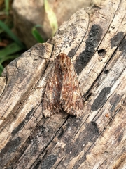 Apamea monoglypha