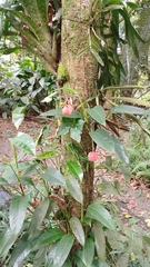 Anthurium