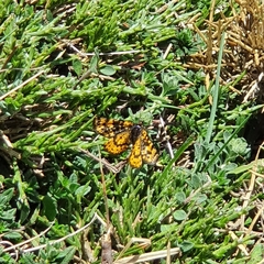 Eurranthis plummistaria