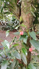 Anthurium