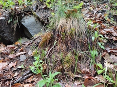 Asplenium cuneifolium