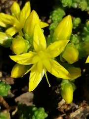 Sedum acre