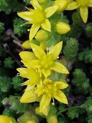 Sedum acre
